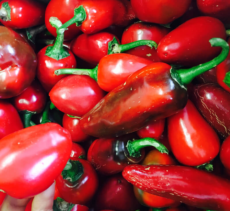 organic chillies from antonias farm