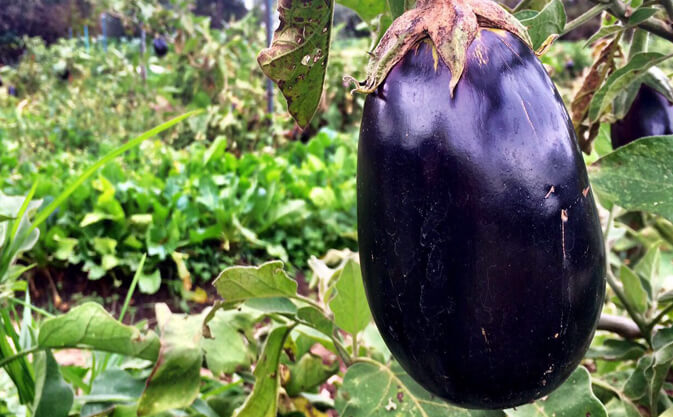 eggplant in tree