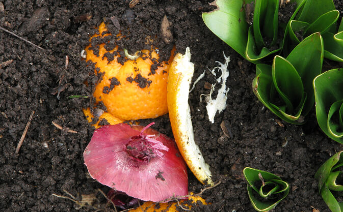 Homemade Compost